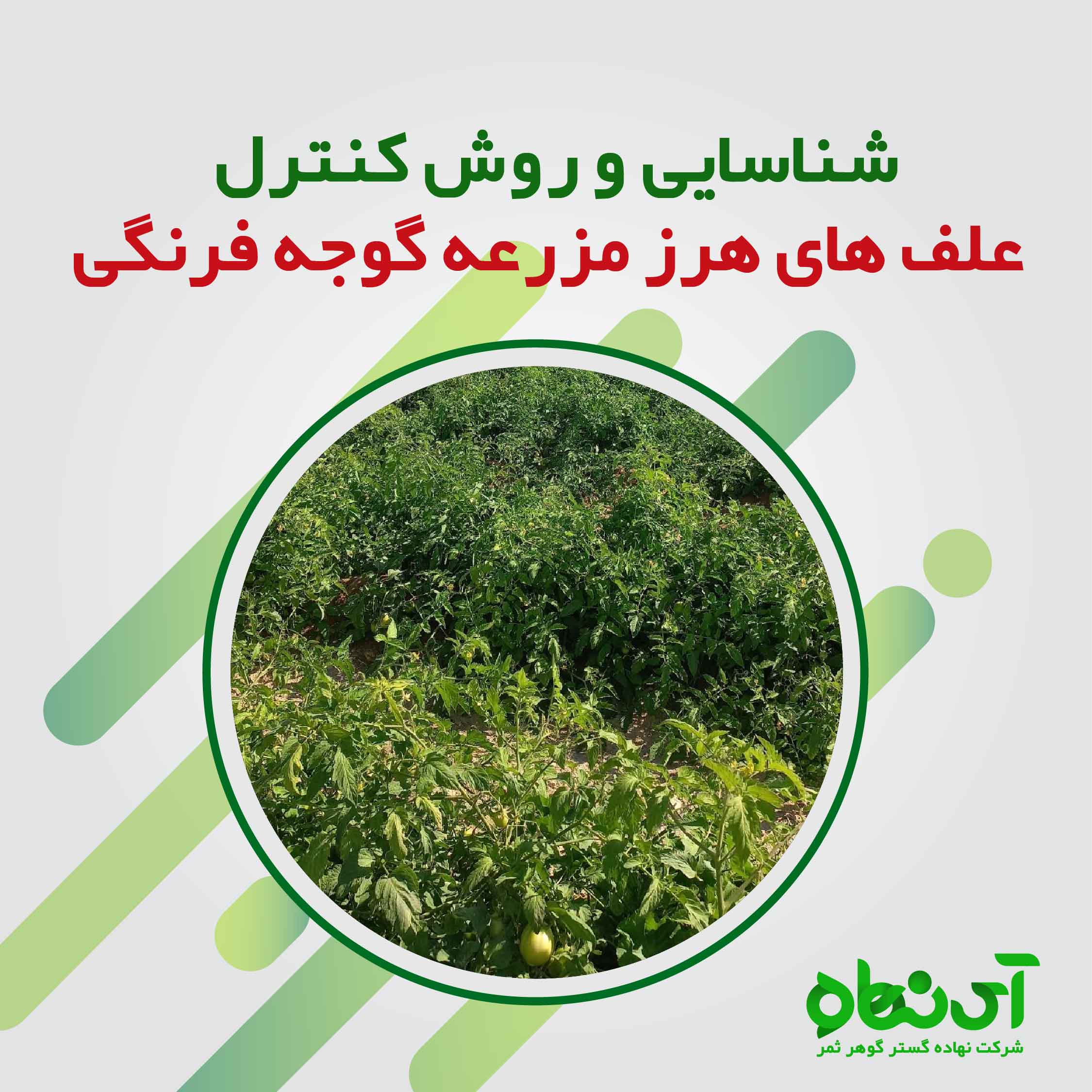 شناسایی علف های هرز مهم گوجه فرنگی و راه مبارزه با آنها